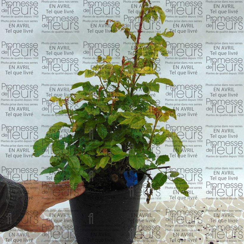 Exemple de spécimen de Rosier Generosa Chantal Mérieux en pot de 4L tel que livré