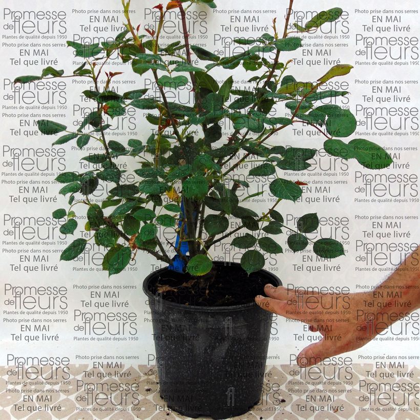 Exemple de spécimen de Rosier Generosa Festival des Jardins de Chaumont en pot de 4L tel que livré