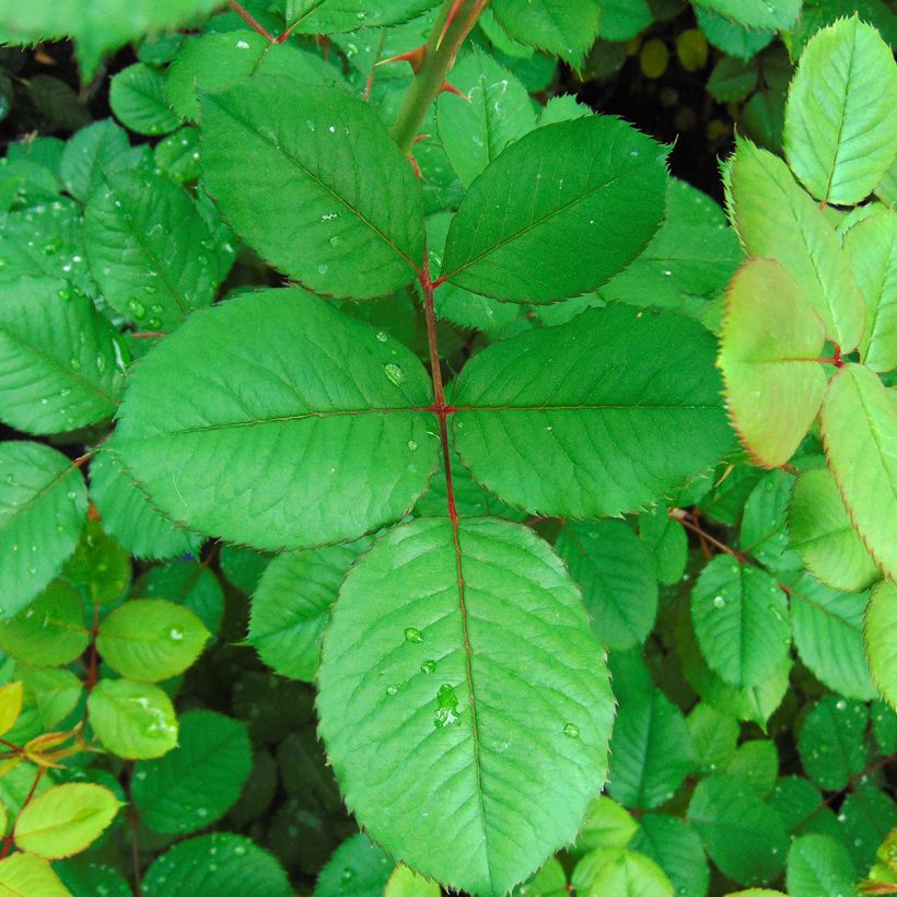 Rosier Generosa Guy Darmet (Feuillage)