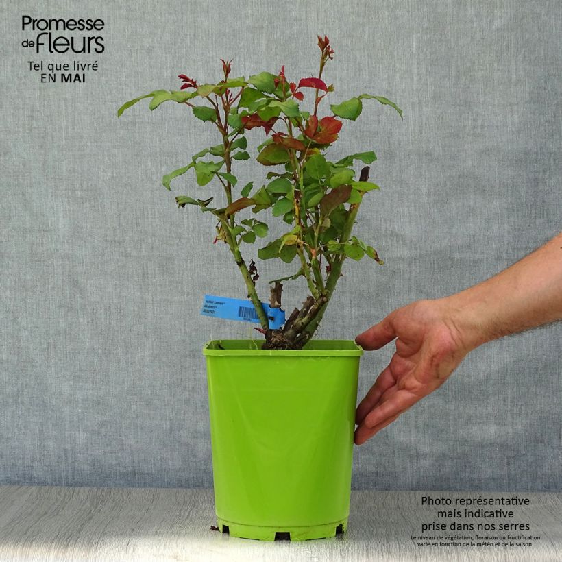 Spécimen de Rosier Generosa Institut Lumière en pot de 5L tel que livré au printemps