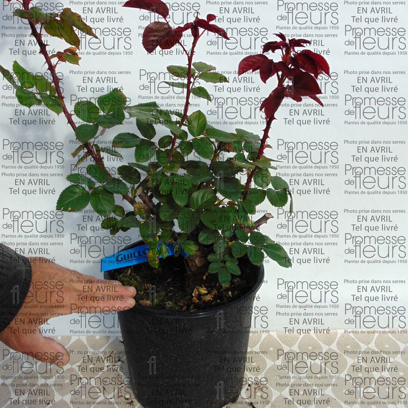 Exemple de spécimen de Rosier Generosa L'Ami des Jardins en pot de 4L tel que livré