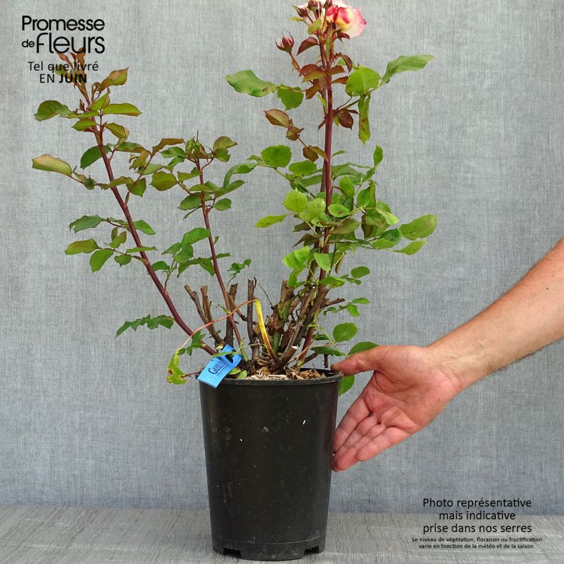 Spécimen de Rosier Generosa Laurent Voulzy Pot de 4L/5L tel que livré au printemps
