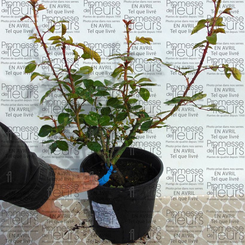 Exemple de spécimen de Rosier Generosa Martine Guillot en pot de 4L tel que livré