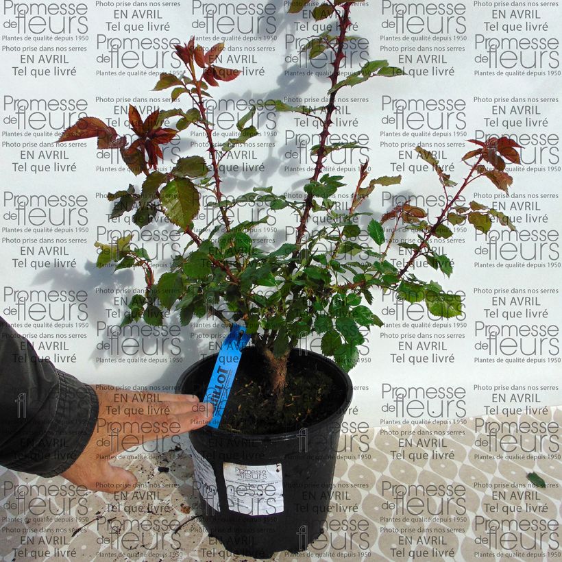 Exemple de spécimen de Rosier Generosa Monique Bouygues en pot de 4L tel que livré