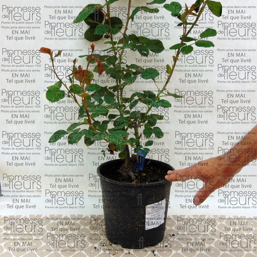 Exemple de spécimen de Rosier Generosa Morabito en pot de 4L tel que livré