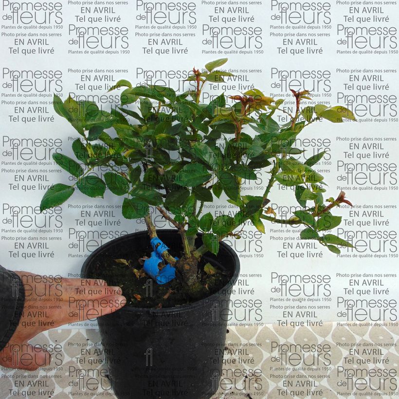 Exemple de spécimen de Rosier Generosa Nicole Mioulane en pot de 4L tel que livré