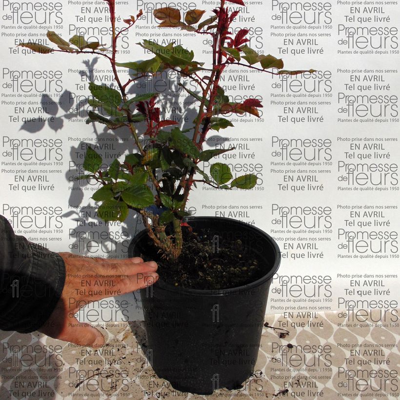 Exemple de spécimen de Rosier Generosa Prix PJ Redouté en pot de 4L tel que livré