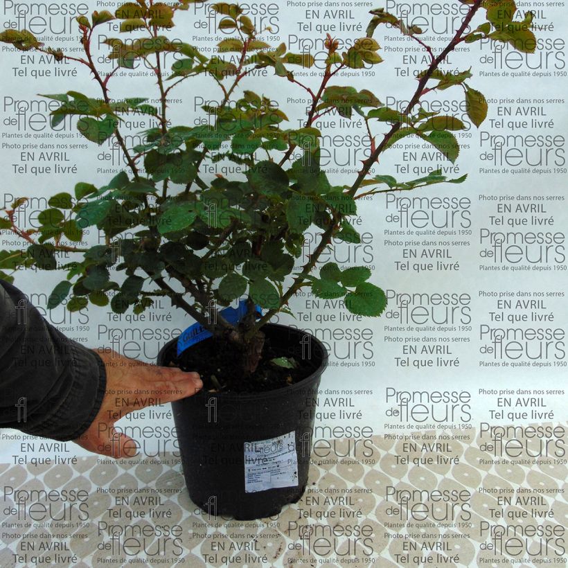 Exemple de spécimen de Rosier Generosa Rosomane Janon en pot de 4L tel que livré