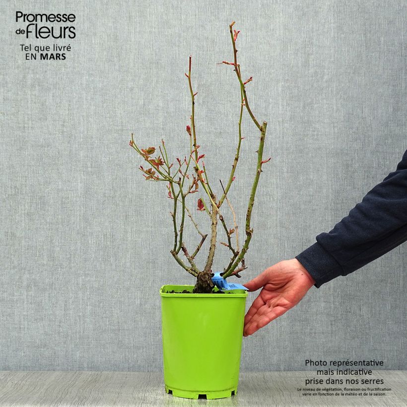 Spécimen de Rosier Generosa William Christie Pot de 4L/5L tel que livré en hiver
