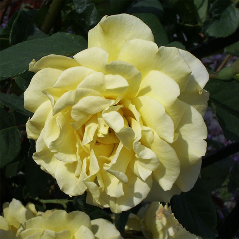 Rosier grimpant Golden Gate (Floraison)