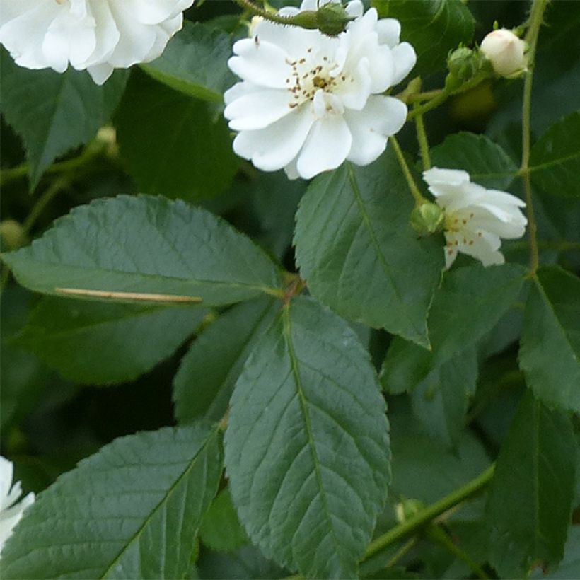 Rosier grimpant Guirlande d'Amour (Feuillage)