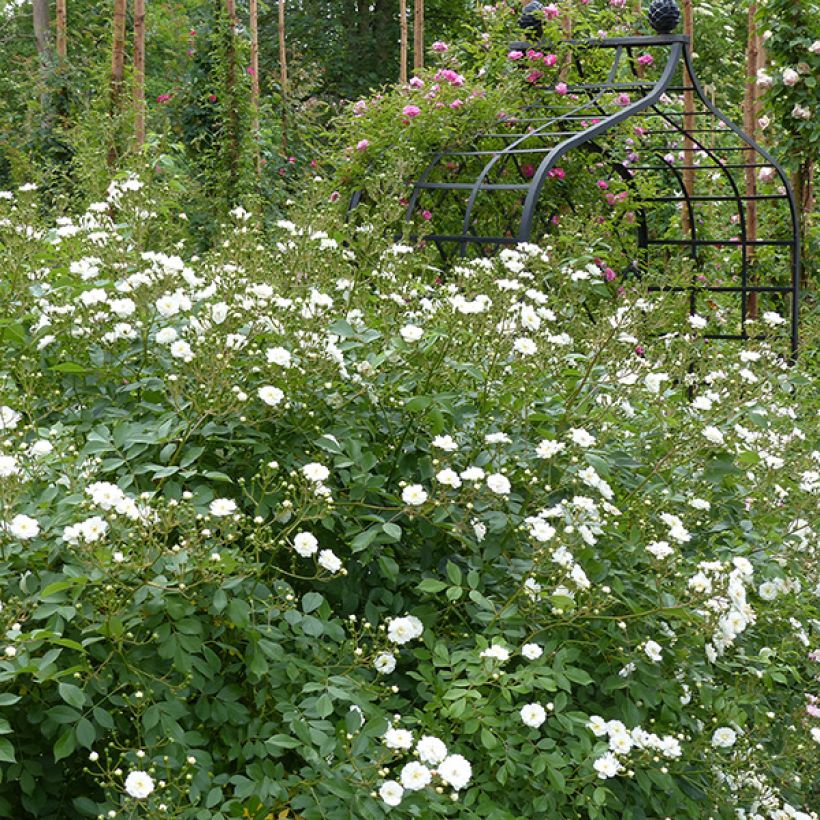 Rosier grimpant Guirlande d'Amour (Port)