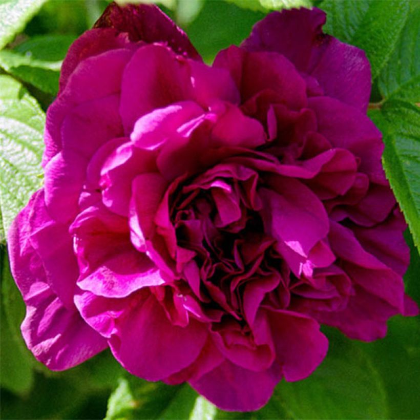 Rosier rugosa Hansa (Floraison)