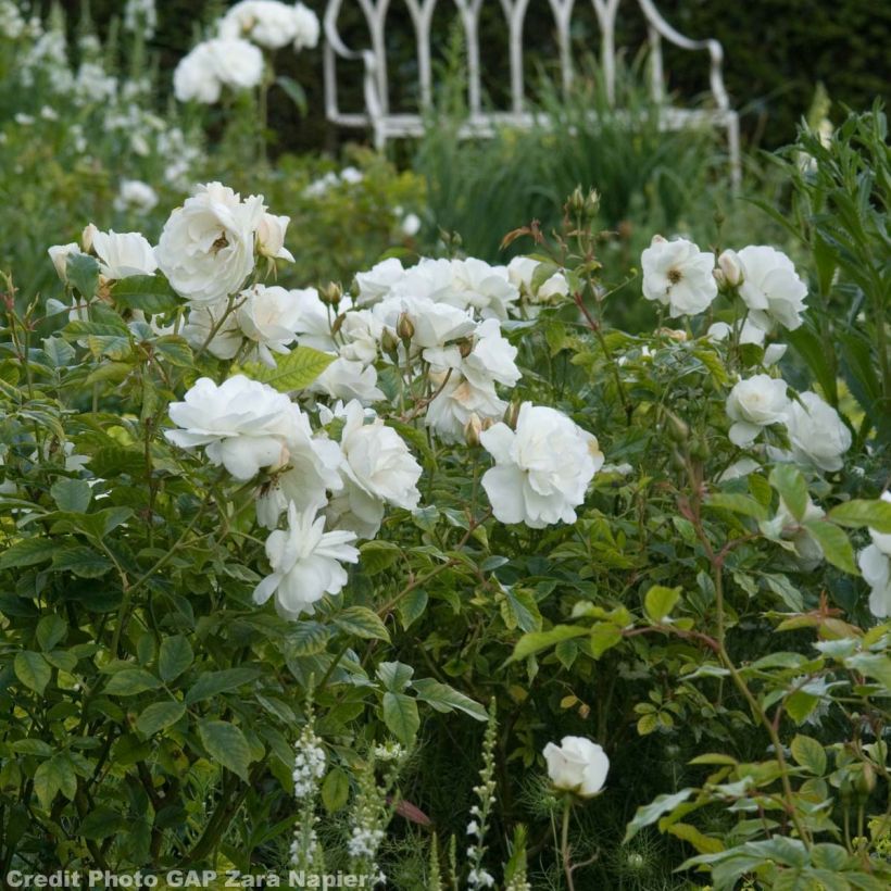 Rosier à fleurs groupées Iceberg (Fée des neiges) (Floraison)