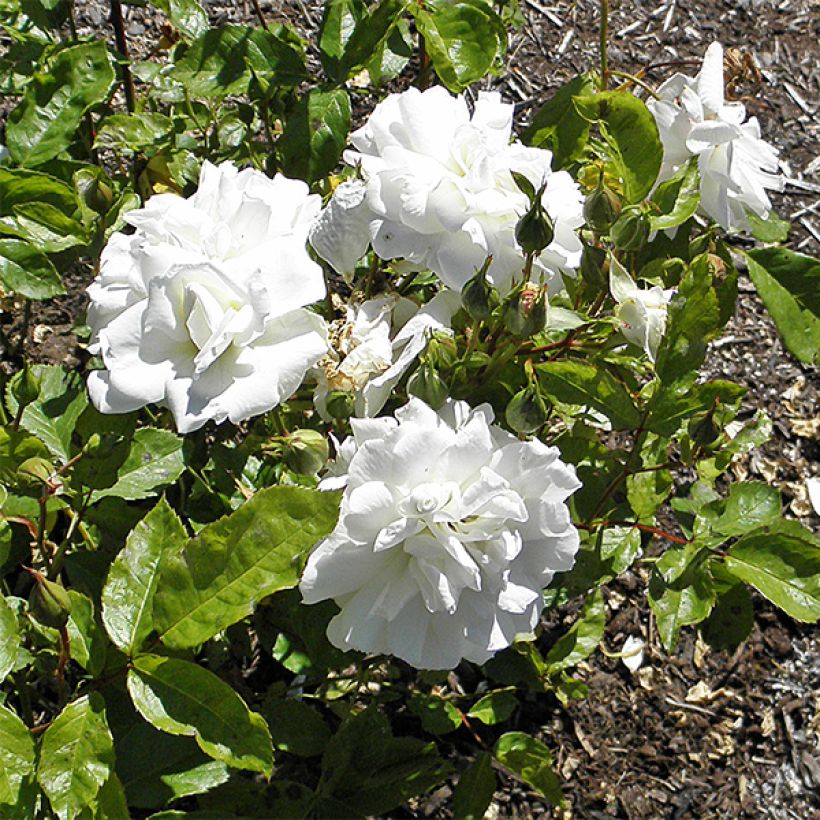 Rosier à fleurs groupées Irene of Denmark (Floraison)