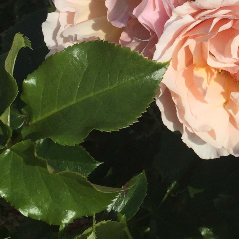 Rosier Jardin des Tuileries - Rosier buisson à fleurs groupées (Feuillage)