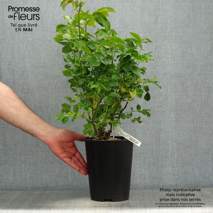 Spécimen de Rosier Jardin des Tuileries - Rosier buisson à fleurs groupées Pot de 3L/4LHauteur livrée env. 30/40cm tel que livré au printemps