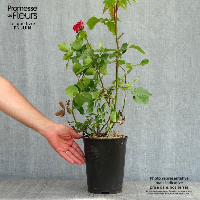 Spécimen de Rosier Jubilé du Prince de Monaco - pot de 4L/5L tel que livré au printemps