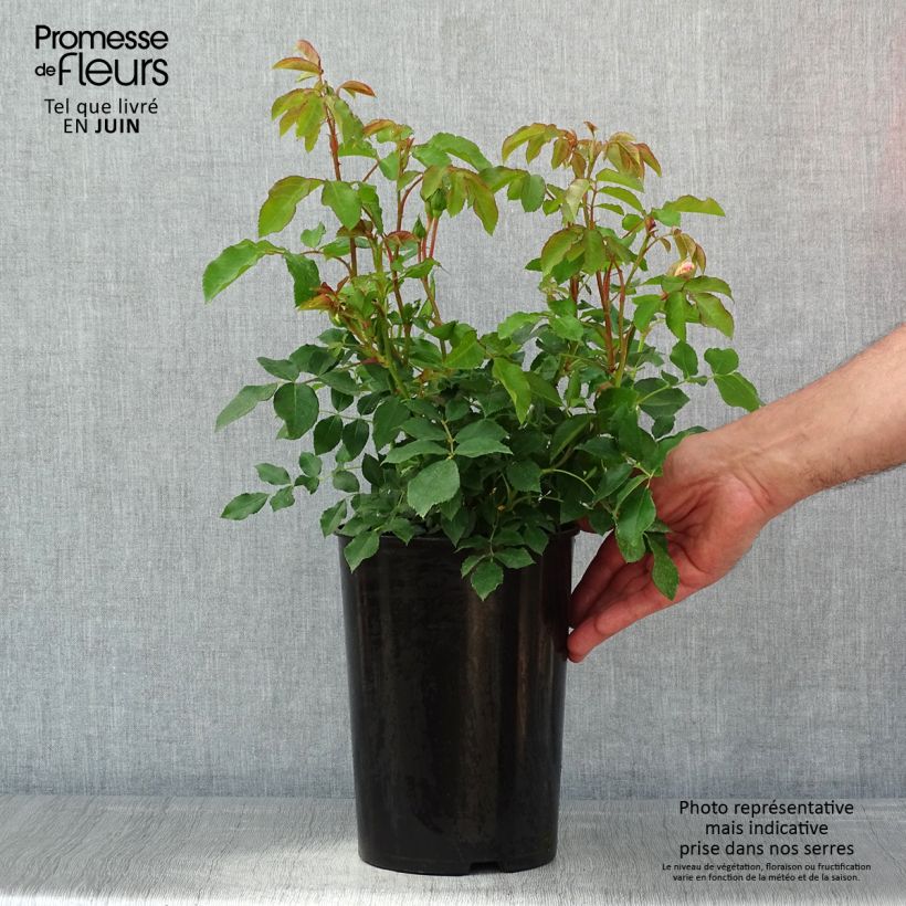 Spécimen de Rosa Kosmos Pot de 4L/5L tel que livré au printemps