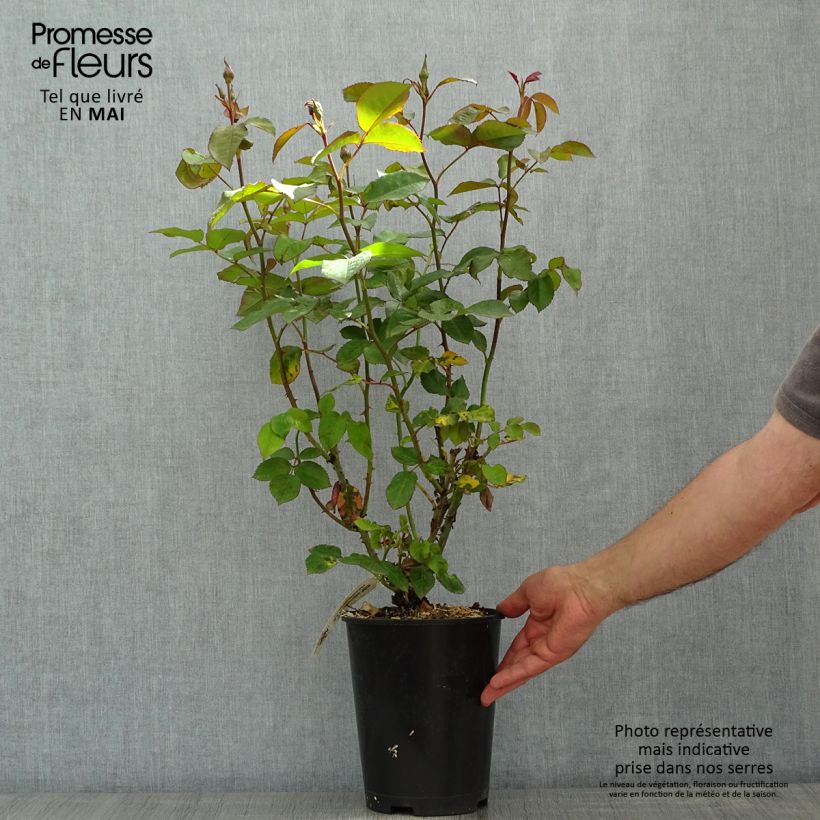 Spécimen de Rosier Leo Ferré - Pot de 4L/5L tel que livré au printemps