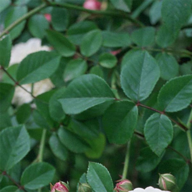 Rosier liane Félicité et Perpétue (Feuillage)