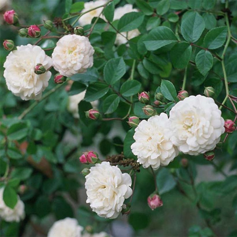 Rosier liane Félicité et Perpétue (Floraison)