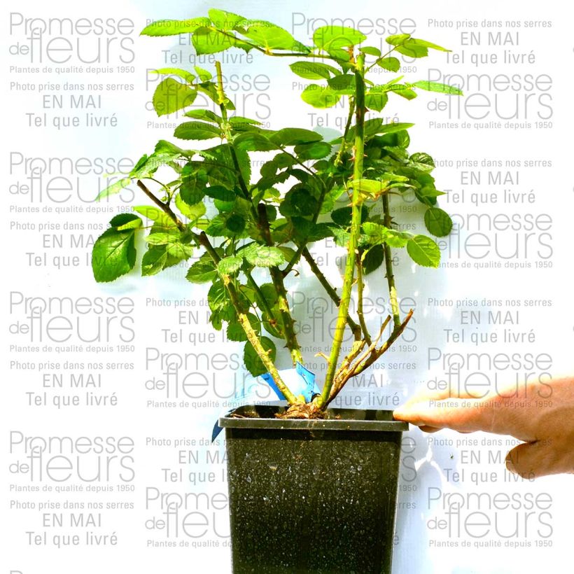 Exemple de spécimen de Rosier Generosa Maison Francaise Pot de 4L/5L tel que livré