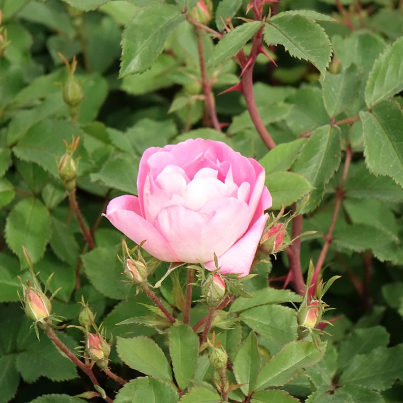 Rosier Meillandecor Pink Chantilly Meilevire (Floraison)