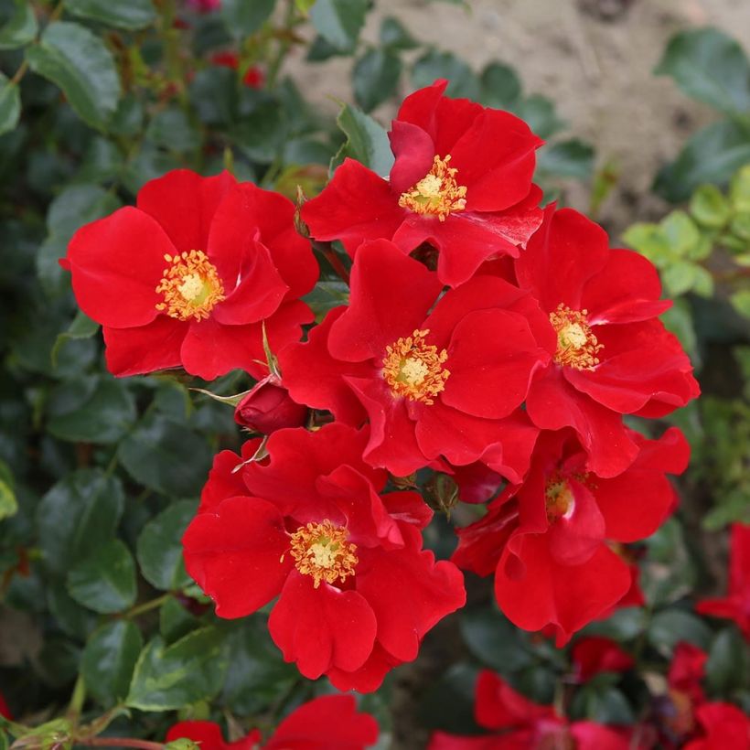 Rosier Nectar Garden Alexander von Humboldt (Floraison)