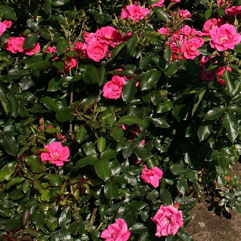 Rosier Nectar Garden Chabadabada (Feuillage)