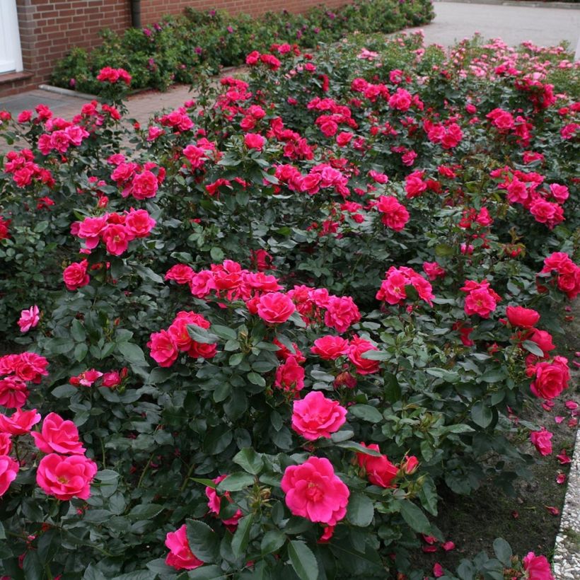 Rosier Nectar Garden Chabadabada (Port)