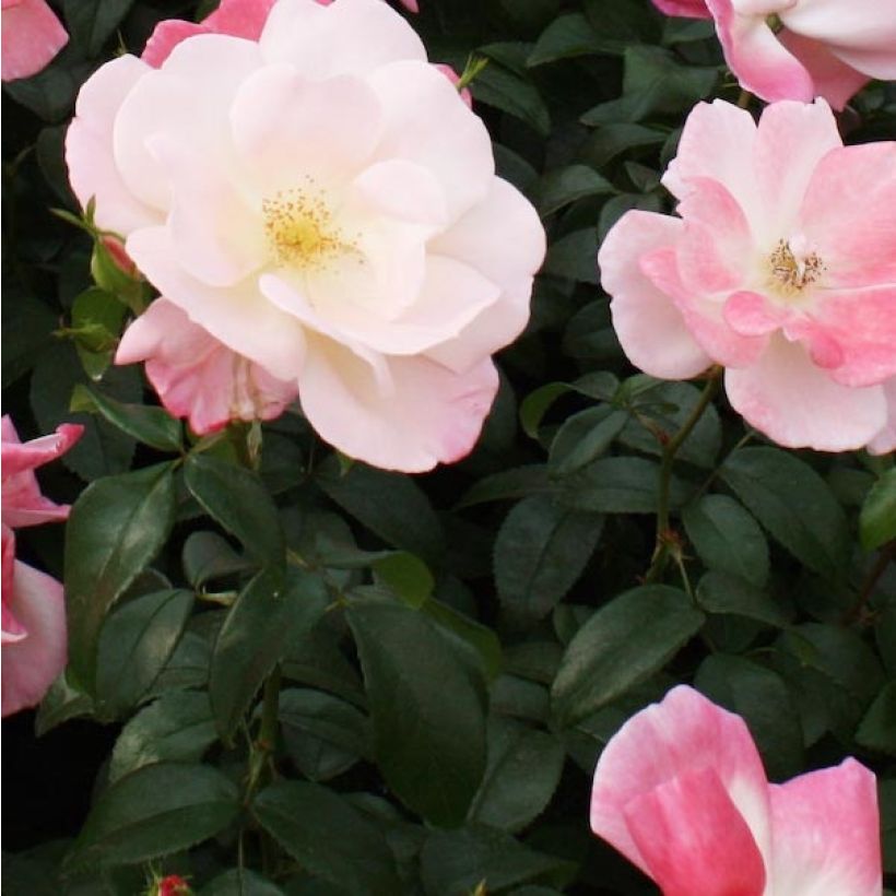 Rosier Nectar Garden Roseromantic (Feuillage)