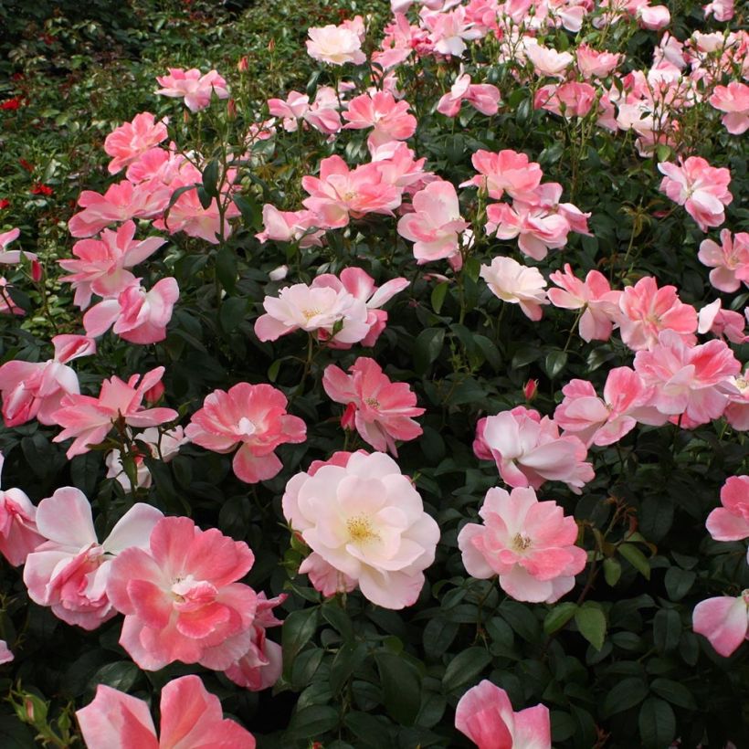 Rosier Nectar Garden Roseromantic (Port)