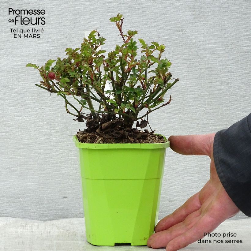Spécimen de Rosier Nectar Garden Alexander von Humboldt Pot de 1,5L tel que livré au printemps