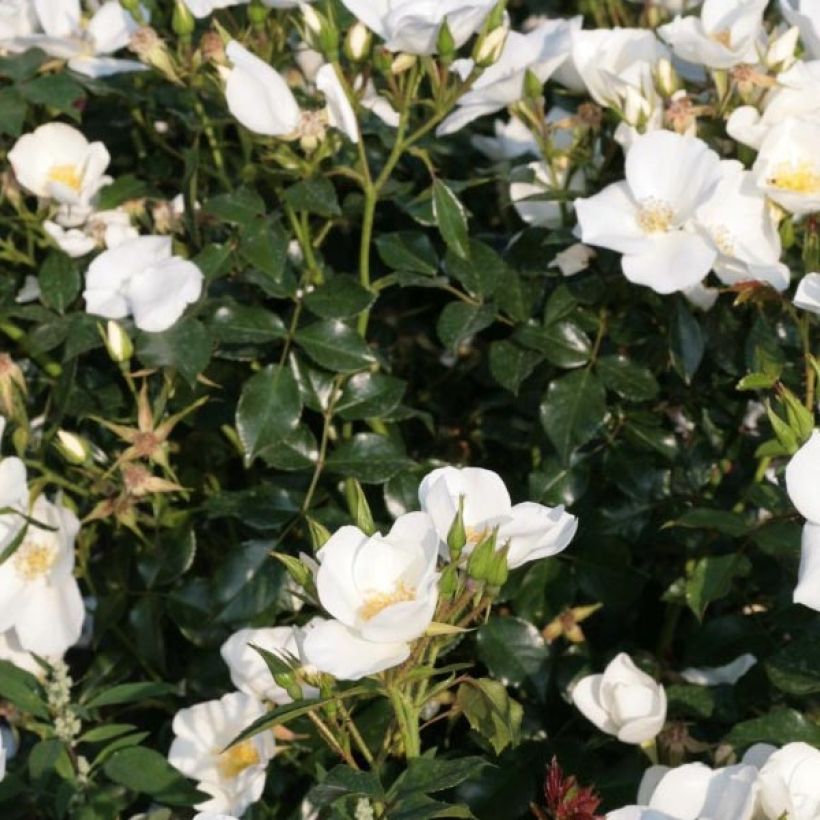 Rosier Nectar Garden Escimo (Feuillage)