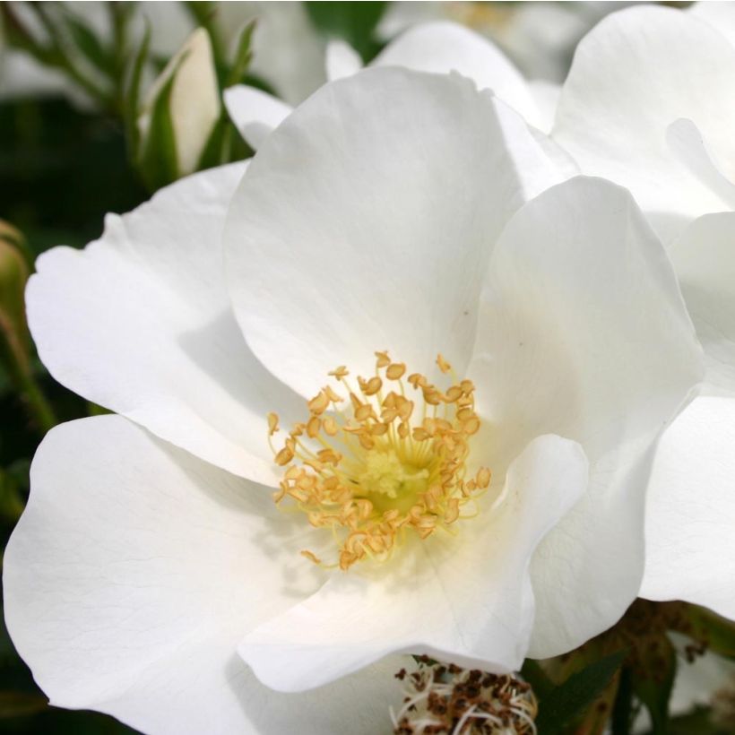 Rosier Nectar Garden Escimo (Floraison)