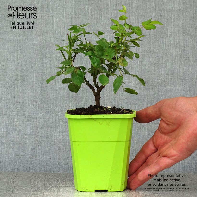 Spécimen de Rosier Nectar Garden Escimo Pot de 4L/5L tel que livré en été