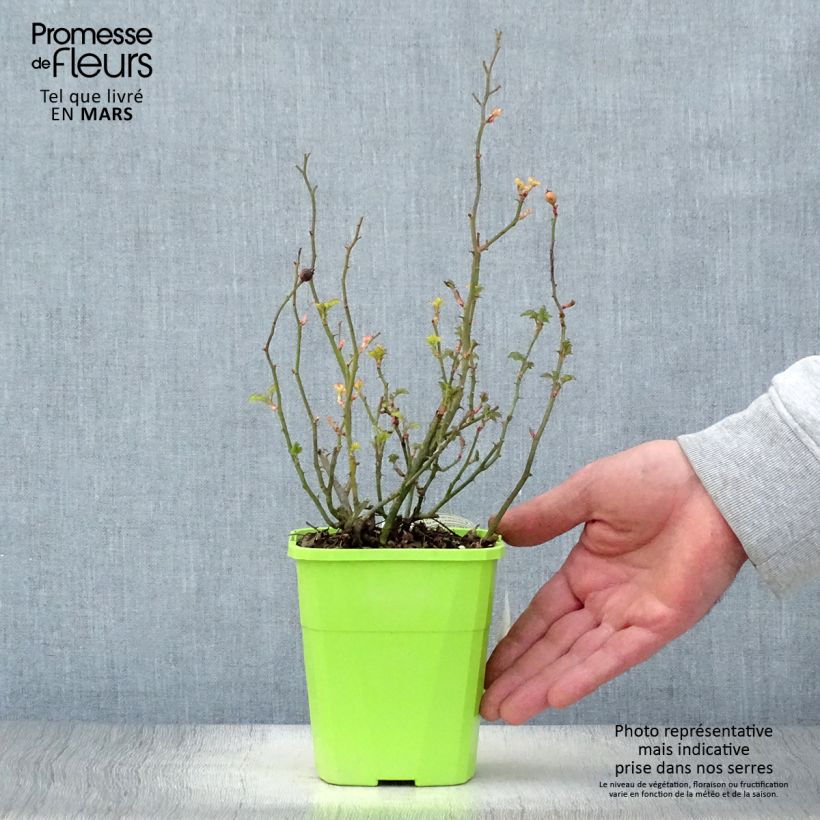 Spécimen de Rosier Nectar Garden Lilliput Lupo Pot de 1,5L tel que livré au printemps