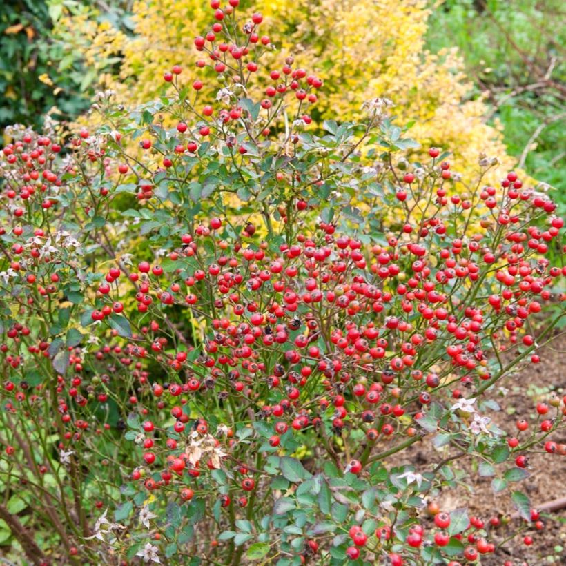 Rosier Nectar Garden Lilliput Lupo (Récolte)