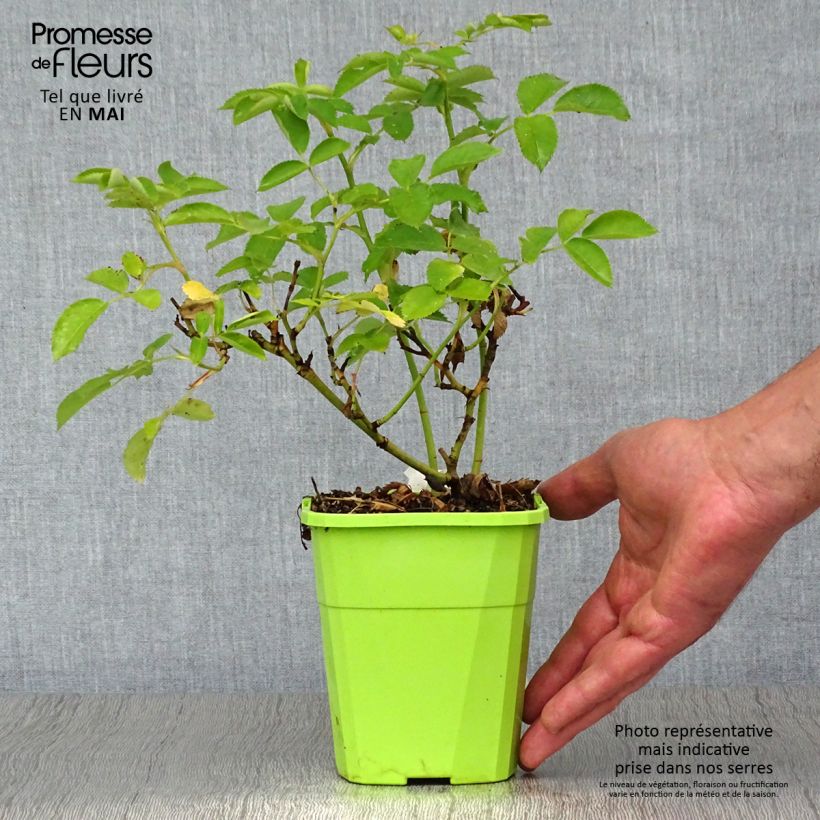 Spécimen de Rosier Nectar Garden Rekord Naturen - Pot de 1,5L tel que livré au printemps