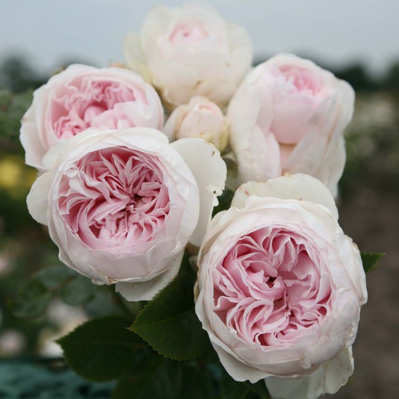 Rosier Parfuma Duchesse Christiana / La Belle Rouet (Floraison)