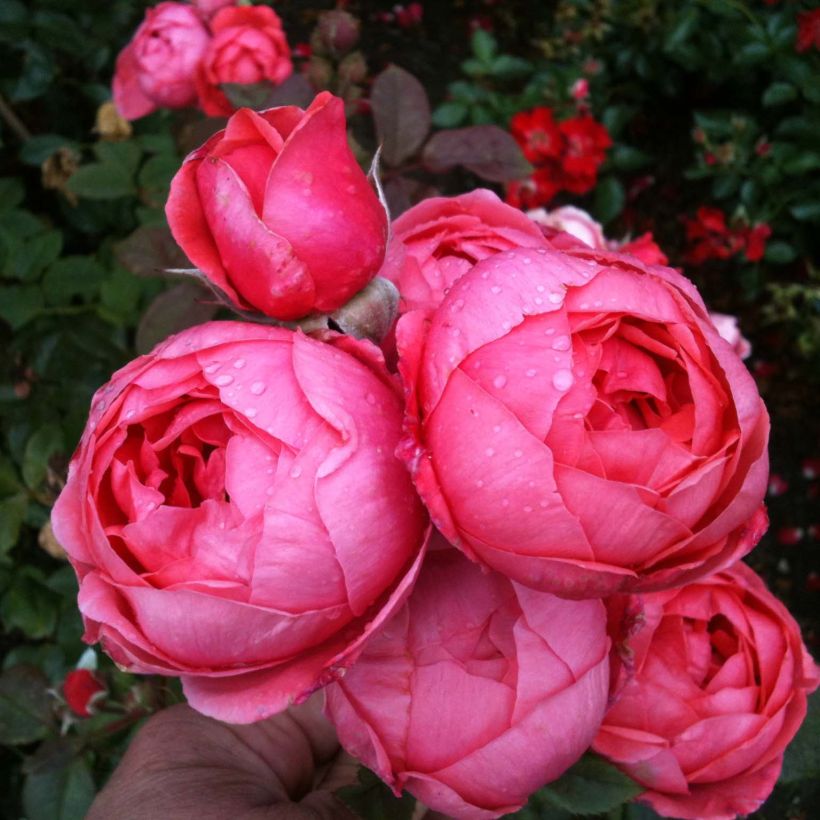 Rosier Parfuma Princesse de Jardin Marie José (Floraison)