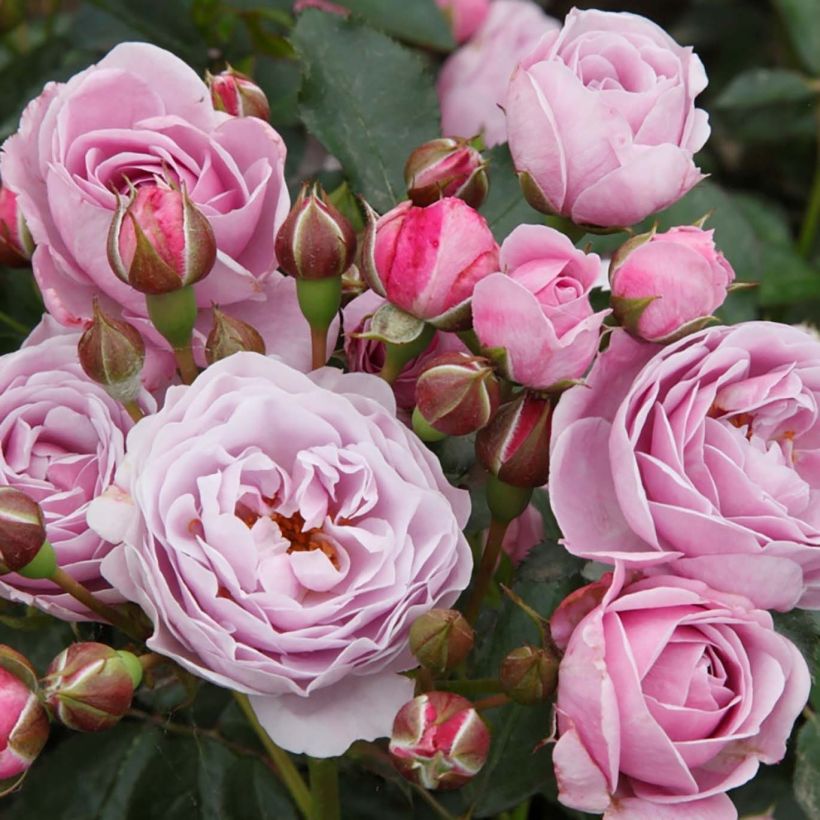 Rosier Patio Rose Nautica (Floraison)