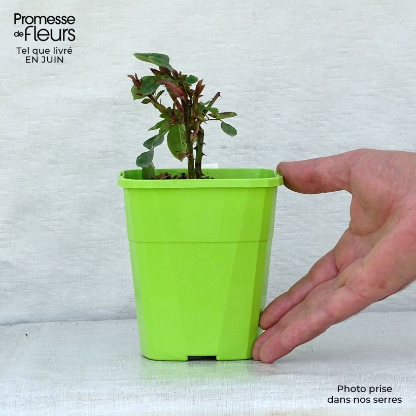 Spécimen de Rosier Parfuma Constance Mozart / La Belle Ferronnière Pot de 1,5L tel que livré en été
