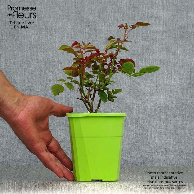 Spécimen de Rosier Parfuma Duchesse Christiana / La Belle Rouet Pot de 1,5L tel que livré au printemps