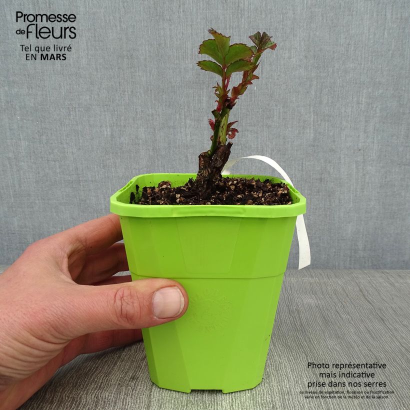 Spécimen de Rosier Patio Rose Cherry Girl Pot de 1,5L/2L tel que livré en hiver