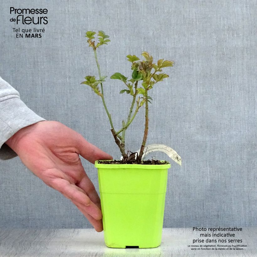Spécimen de Rosier Patio Rose Cherry Girl Pot de 1,5L tel que livré au printemps