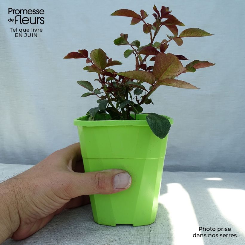 Spécimen de Rosier Patio Rose Milano Pot de 1,5L/2L tel que livré en été