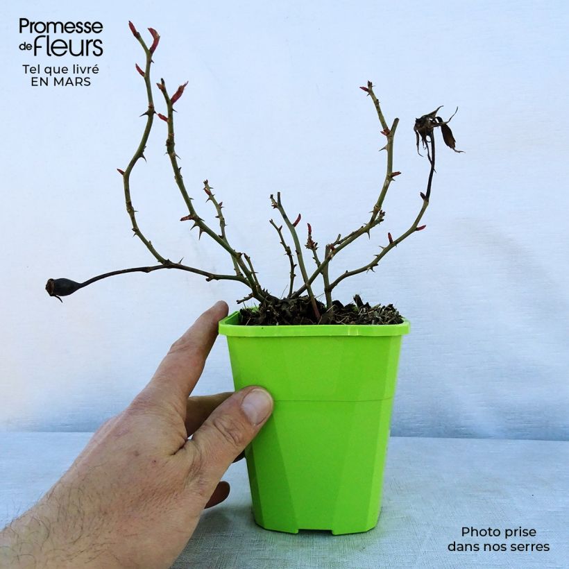 Spécimen de Rosier Patio Rose Milano Pot de 1,5L tel que livré au printemps
