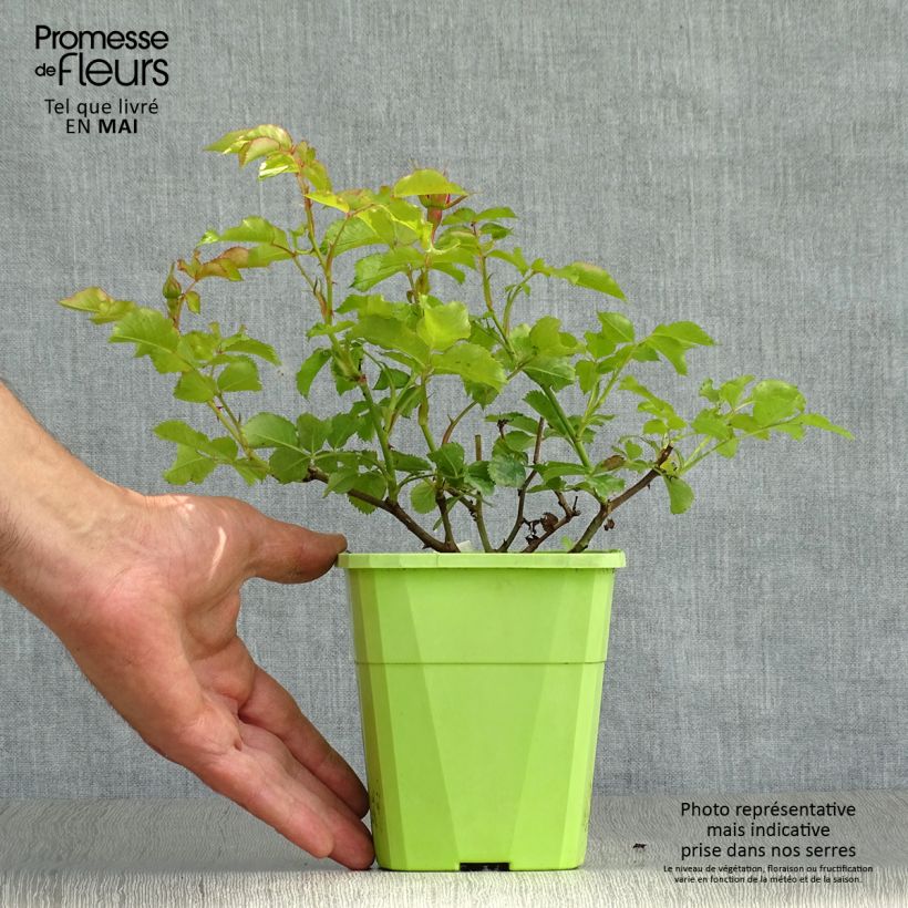 Spécimen de Rosier Patio Rose Moin Moin Pot de 1,5L tel que livré au printemps